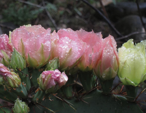 Botany - An Introduction to Plant Biology - image 1