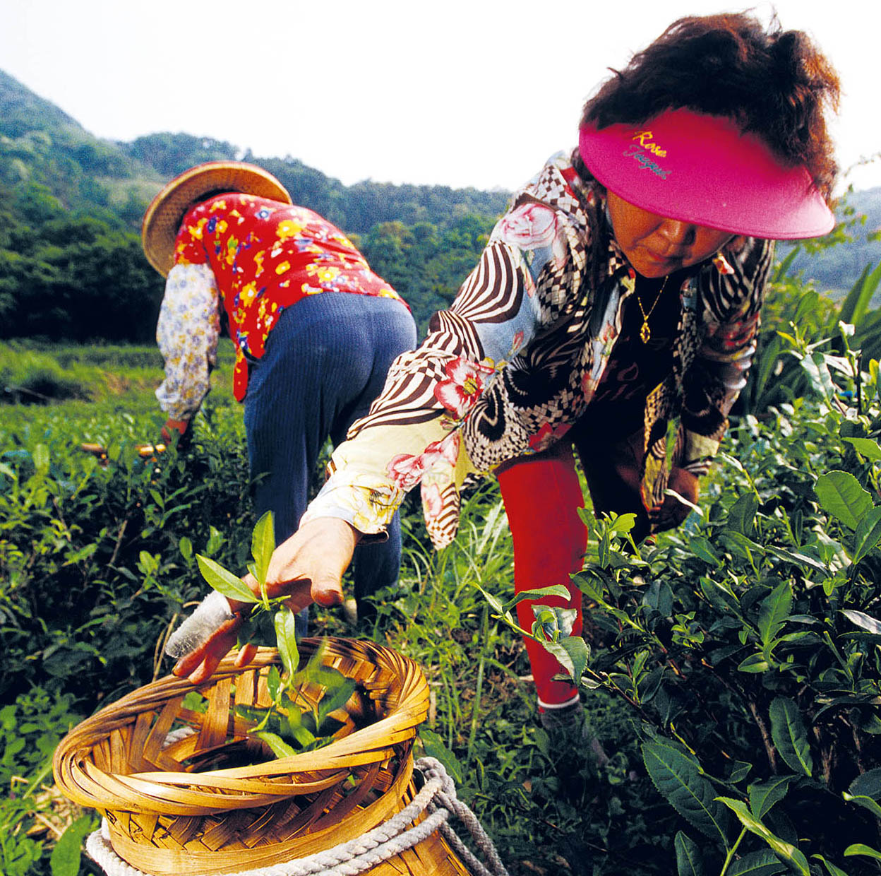 Muzha Tea Plantations In a steep hill valley in Taipeis southeast corner - photo 11