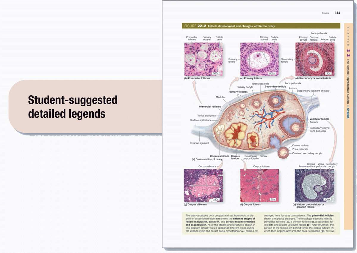 Preface Now in its 13th edition Junqueiras Basic Histology continues as the - photo 4