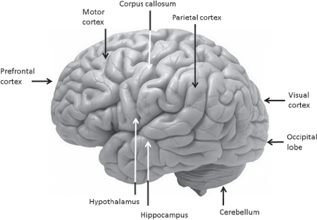 The whole brain an external view The cerebral cortex structures are never - photo 2