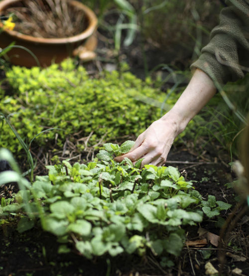 Plants For A Medieval Herb Garden in the British Isles By Beth Trissel - photo 1