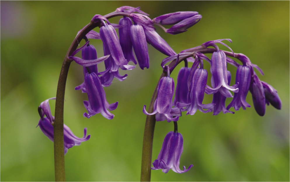 The distinctive flowers of Bluebell Hyacinthoides non-scripta WHITE - photo 3