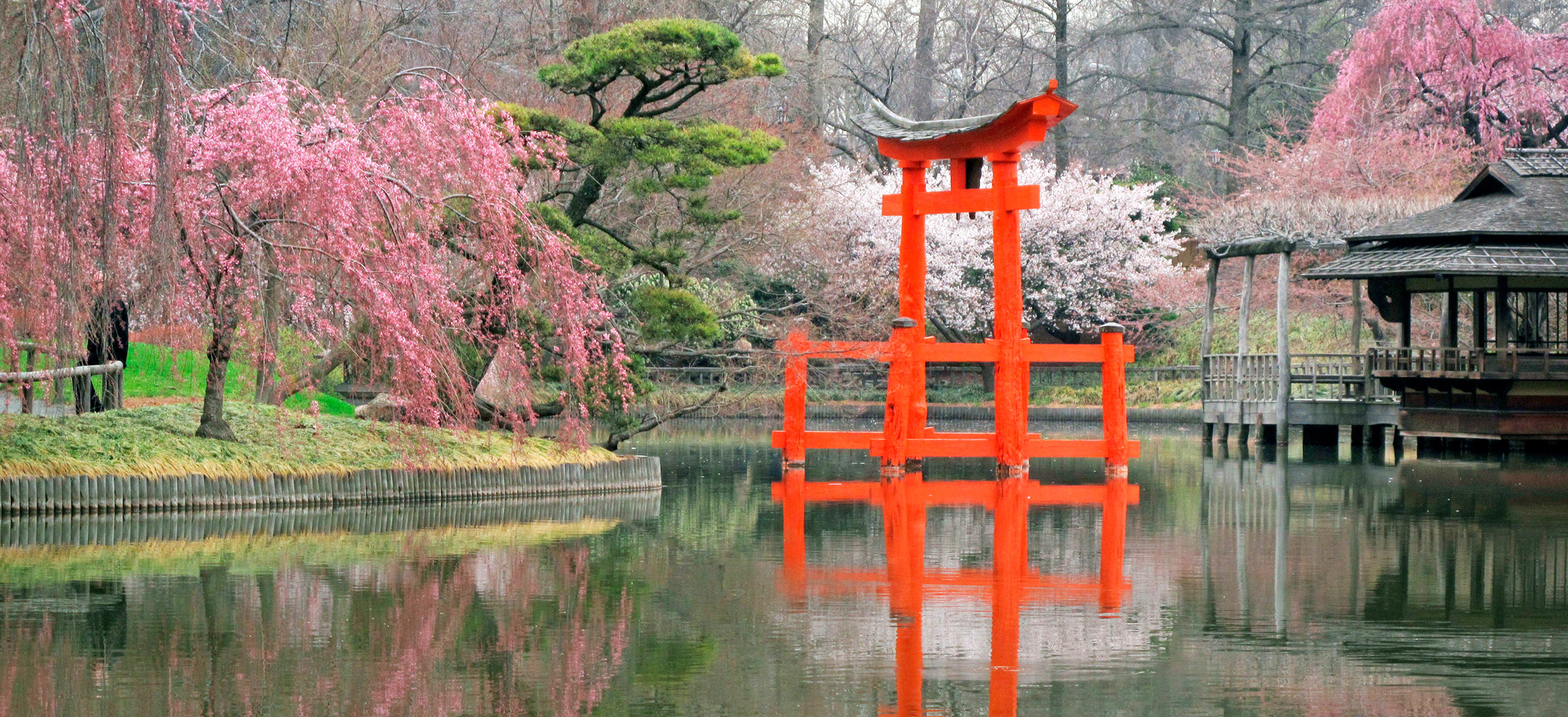 Cherry trees in blossom in the Japanese Hill-and-Pond Garden Brooklyn Botanic - photo 10