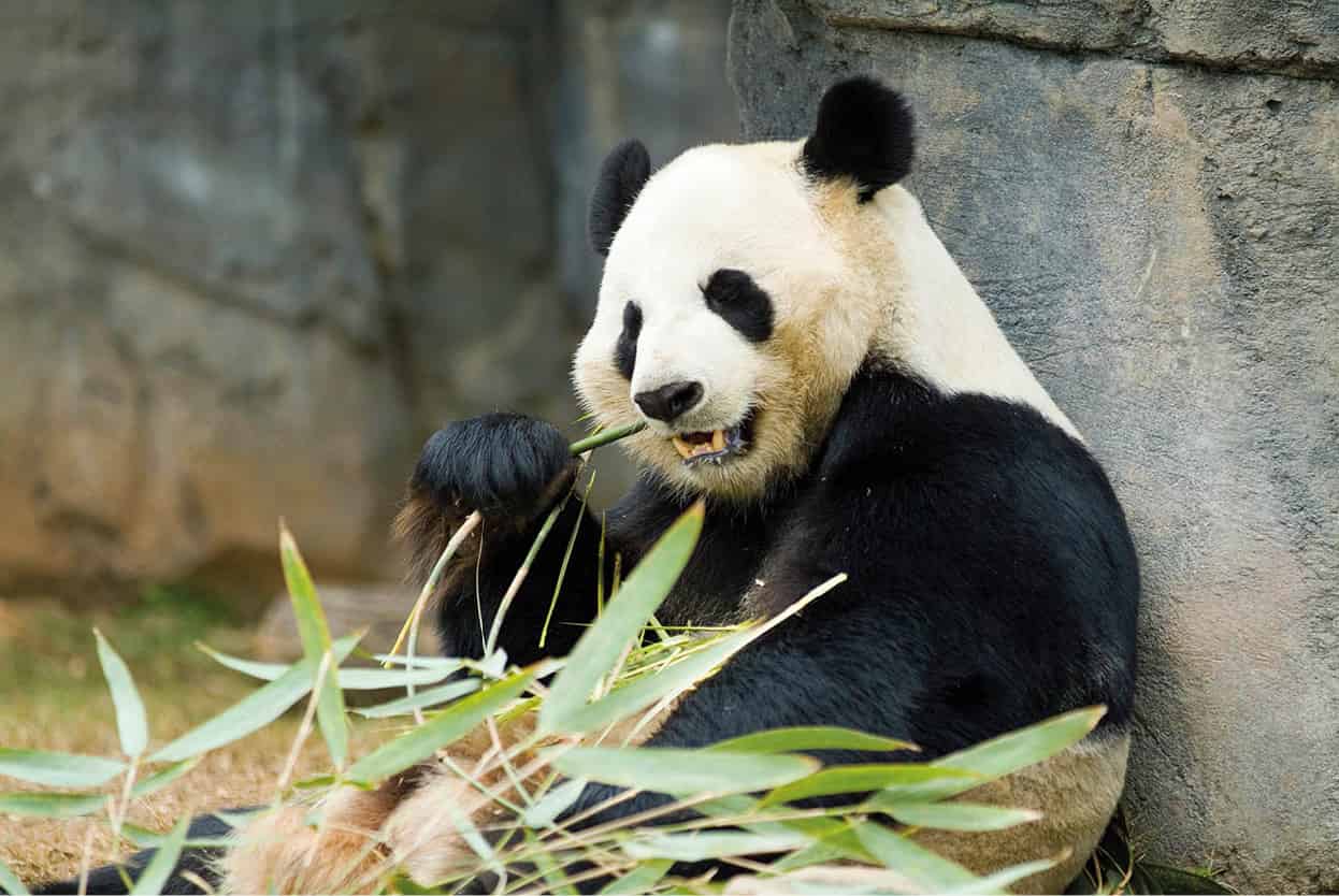 Top Attraction 7 iStock The Zoo One of the oldest zoos in the United States - photo 10