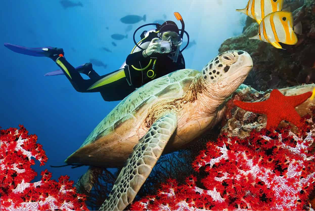 Top Attraction 5 iStock Red Sea Reefs Dive or snorkel amongst the spectacular - photo 8