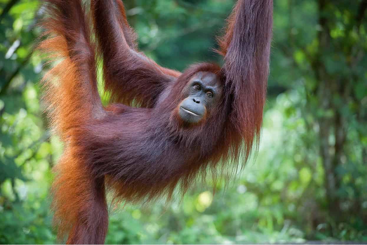 Top Attraction 8 James TyeApa Publications Sepilok Orang-utan Rehabilitation - photo 11