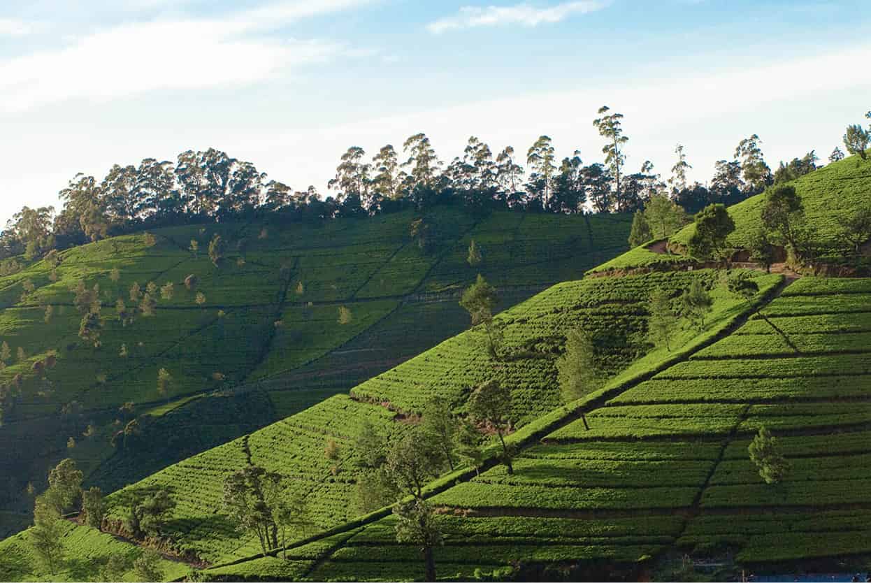 Top Attraction 8 Sylvaine PoitauApa Publications Horton Plains National Park - photo 11