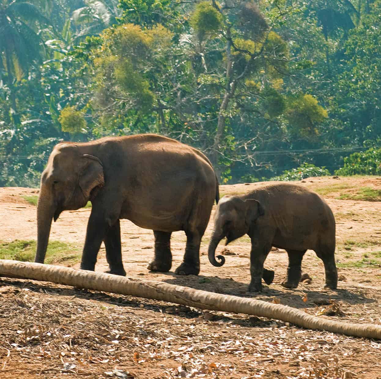 Top Attraction 1 Sylvaine PoitauApa Publications Pinnewala Elephant Orphanage - photo 4