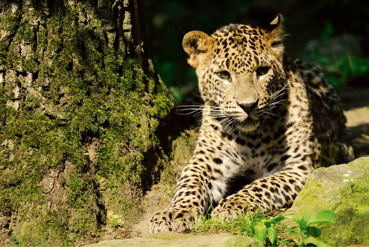 Top Attraction 7 iStock Yala National Park Famous for its significant leopard - photo 10