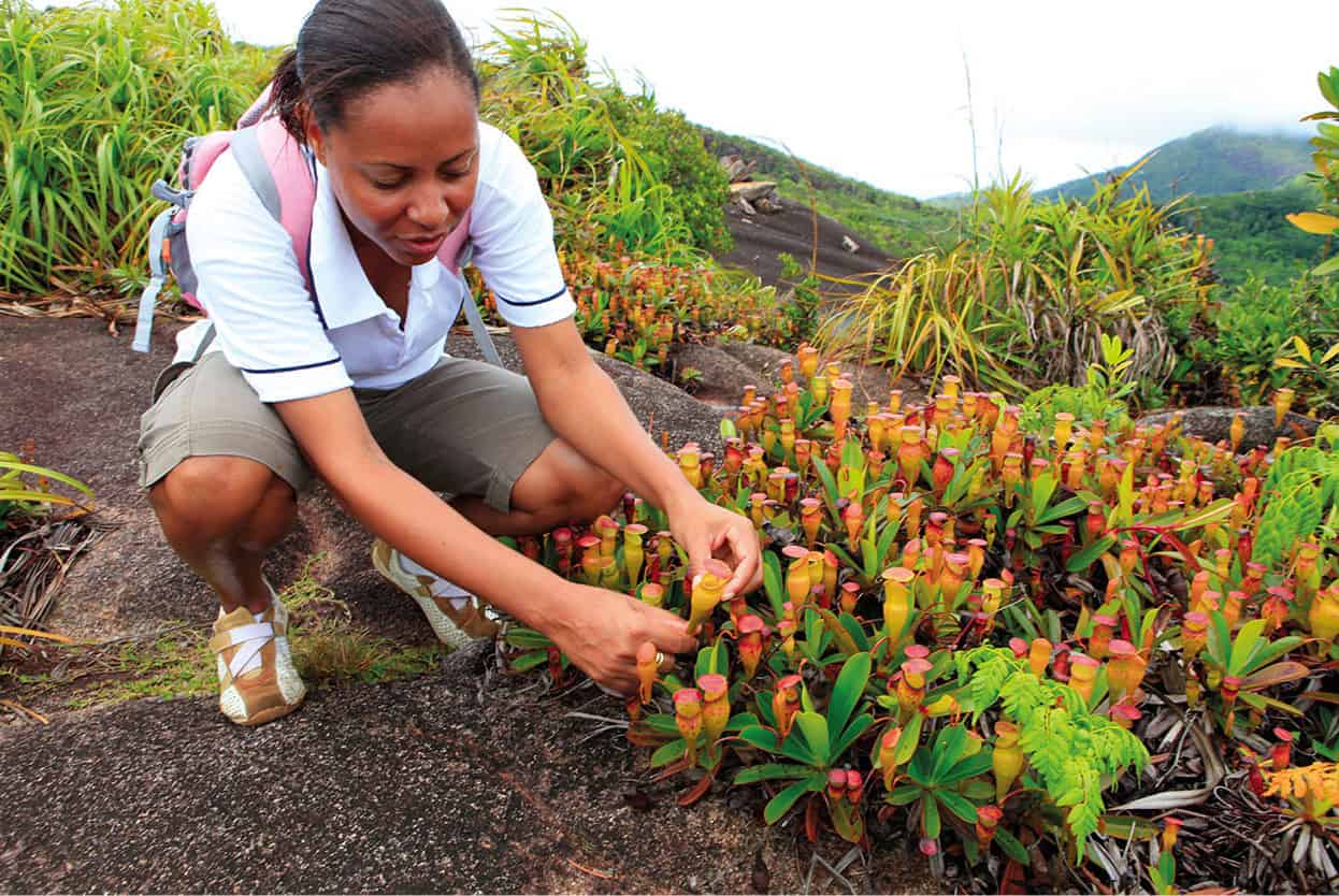 Top Attraction 5 SuperStock Exotic Flora Pitcher plants are among the - photo 8