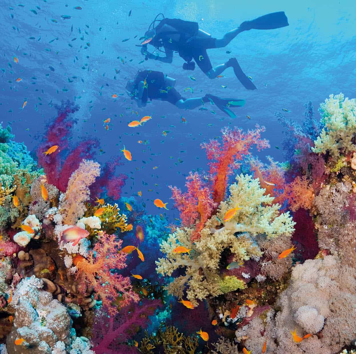 Top Attraction 1 iStock Diving Discover the wonders of the deep at - photo 4