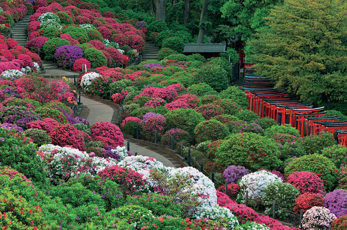 A tunnel of torii gates through Nezu Shrines azalea garden Tokyos vibrant - photo 5