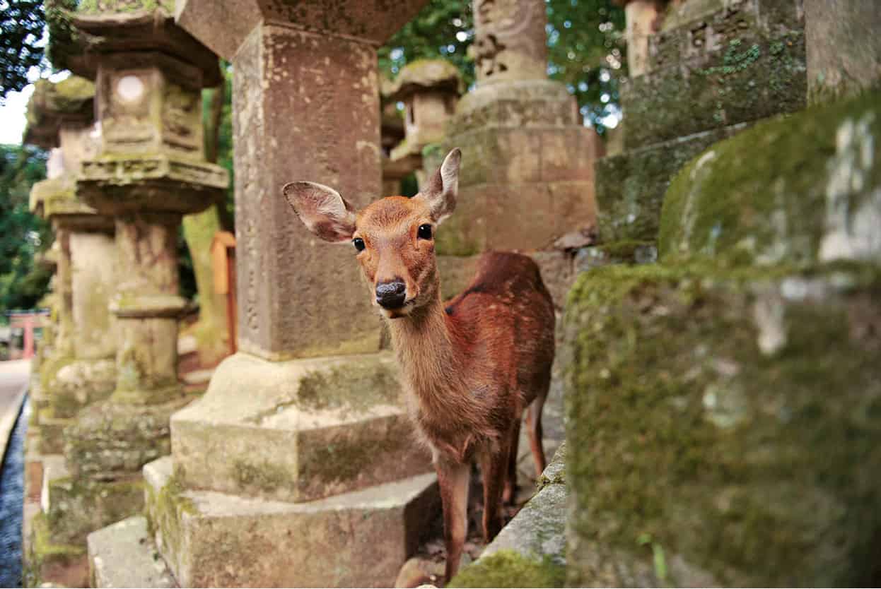 Top Attraction 1 Chris StowersApa Publications Nara Once Japans first - photo 4