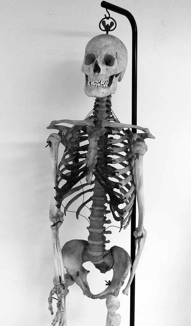 An articulated adult human skeleton which hangs in my laboratory CHAPTER 2 - photo 3