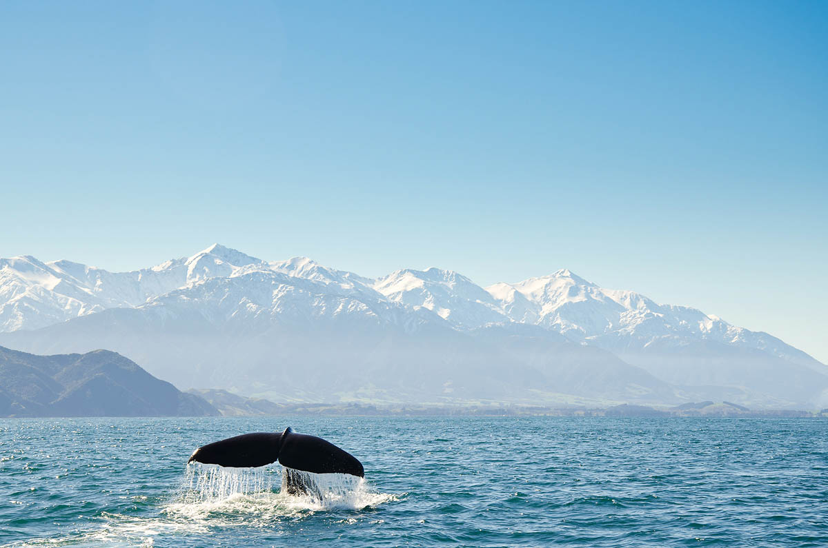 Whale-watching CHRISADAMGETTY IMAGES ULTIMATE NEW ZEALAND ITINERARY PLAN - photo 6