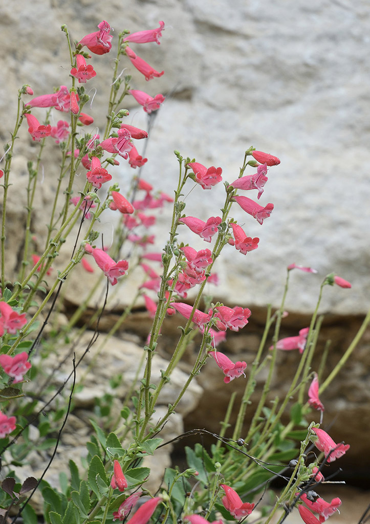 Penstemon baccharifolius growing on exposed limestone cliffs along the Pecos - photo 1