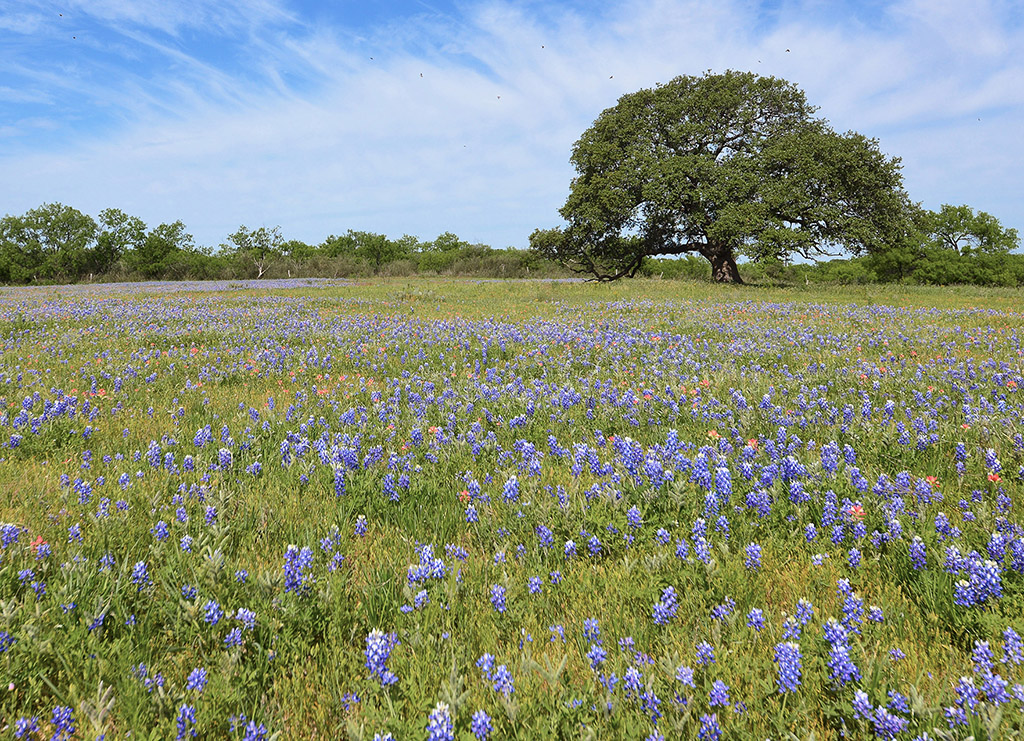 A field of two of the most common springtime roadside flowers Lupinus texensis - photo 2