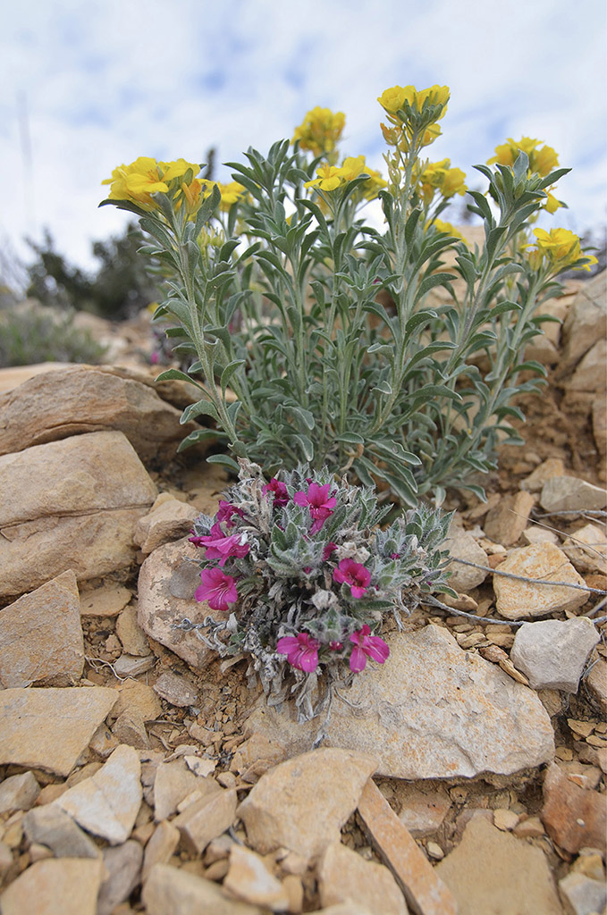 Physaria fendleri and Stenandrium barbatum along a limestone ridge in Brewster - photo 3