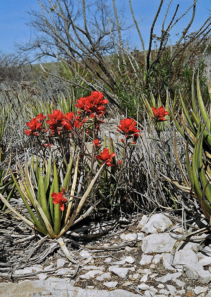 Agave lechuguilla with blooming Castilleja rigida ACKNOWLEDGMENTS The - photo 4