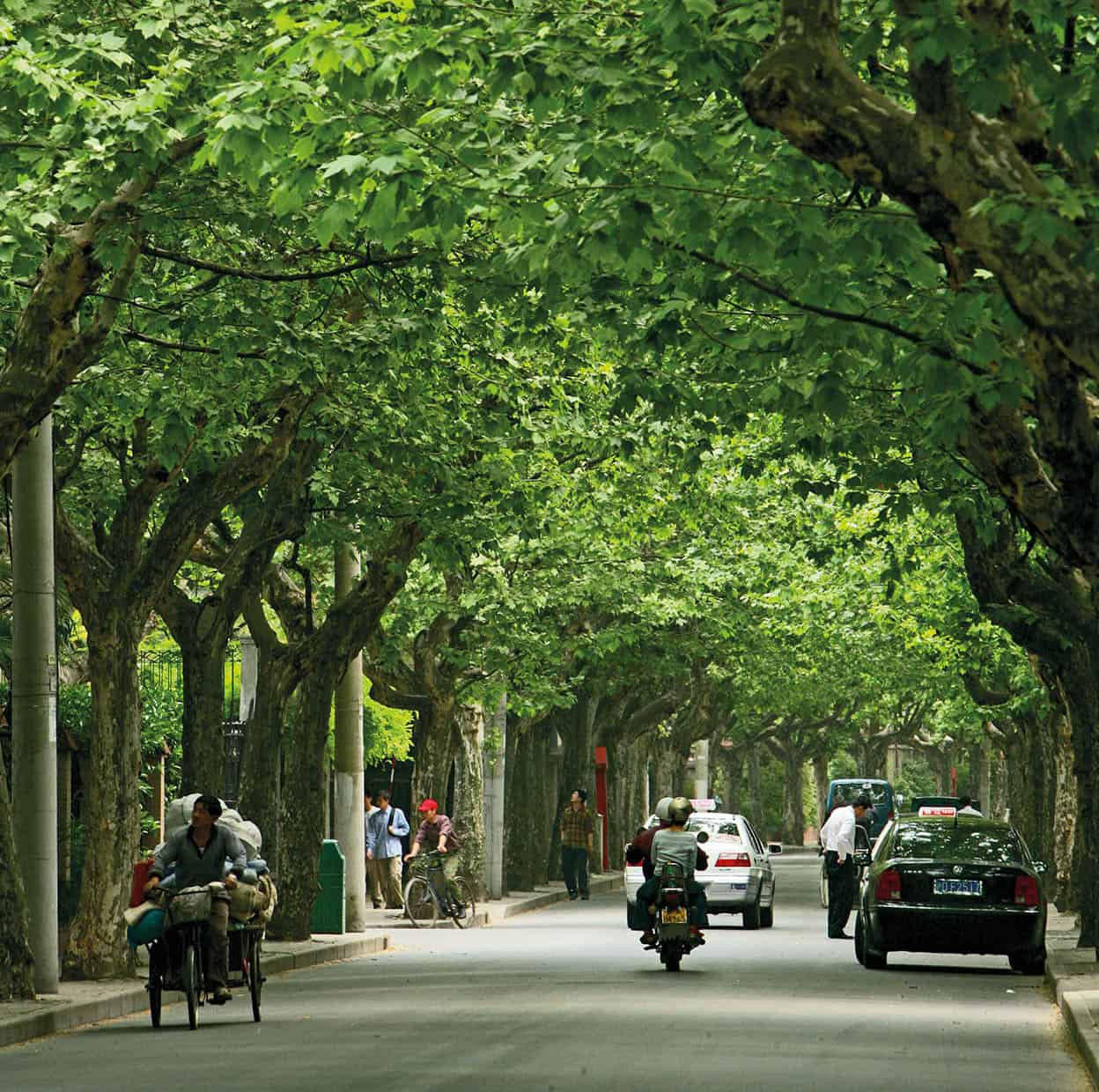 Former French Concession The plane-tree-lined streets of Fuxing Road and - photo 9