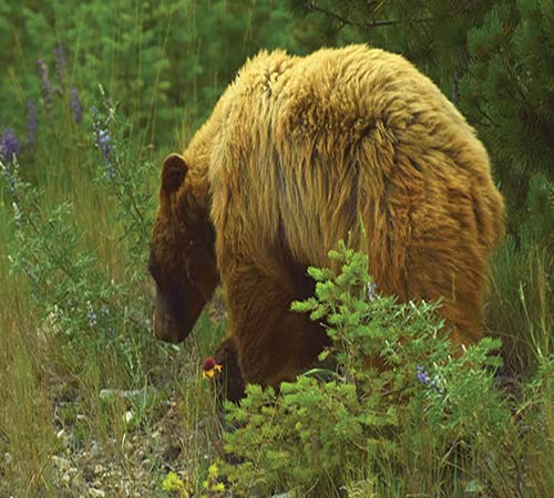 black bear St Mary Falls Where to Go West Glacier and Apgar West - photo 15