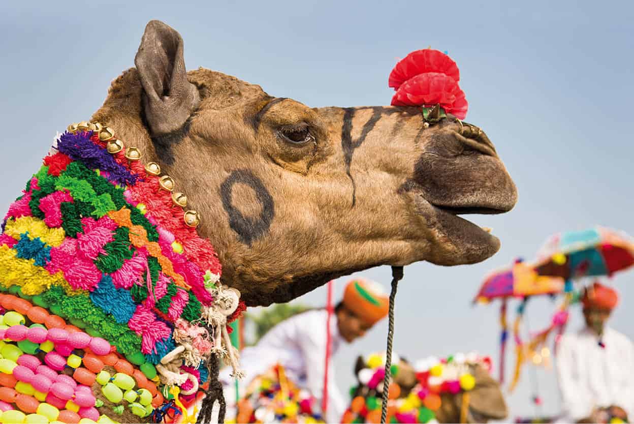 Pushkar Camel Fair Thousands of camels and colourfully dressed villagers - photo 7