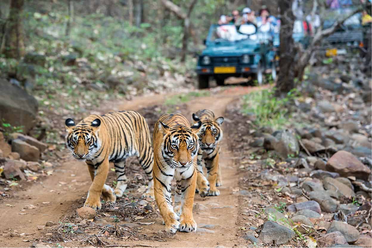 Ranthambore National Park Spreading below the craggy ramparts of Ranthambore - photo 6