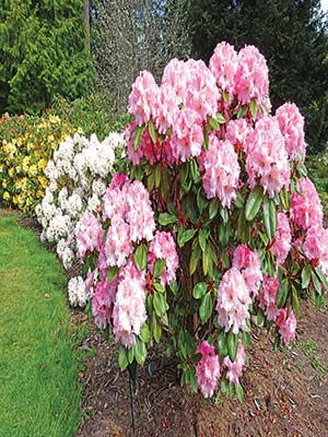 Meerkerk Rhododendron Gardens on Whidbey Island Beach Haven Resort on Orcas - photo 10