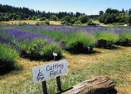 Pelindaba Lavender Farm on San Juan Island North Cascades Lodge at Stehekin - photo 12