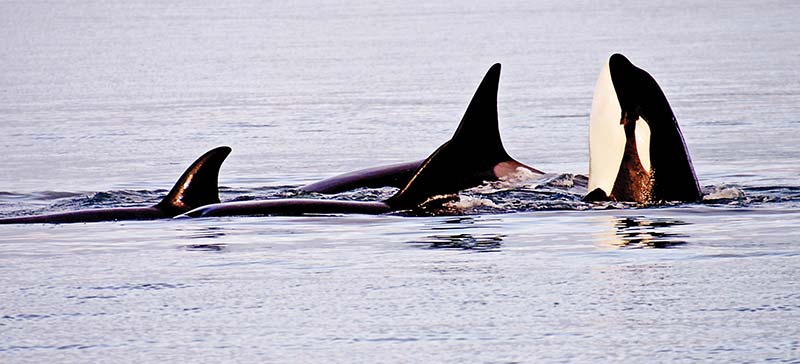 San Juan Islands Watch the whales kayak bike hike or just sit back and - photo 16