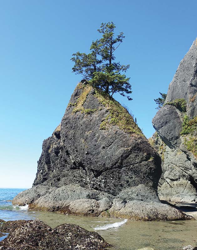 Coastal Olympic Peninsula Raw and wild the Olympic Peninsulas coastline - photo 22