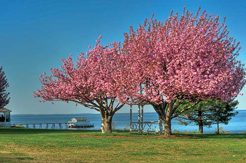 springtime blossoms on the Chesapeake Bay Annapolis DAY 1 Start your - photo 16