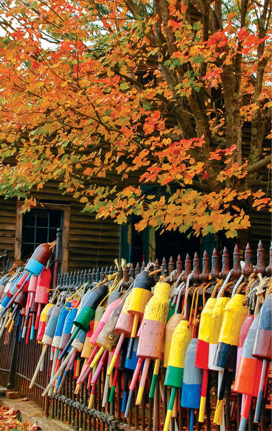 Late fall foliage is ablaze with color in Maine as some lobstermen begin to - photo 7