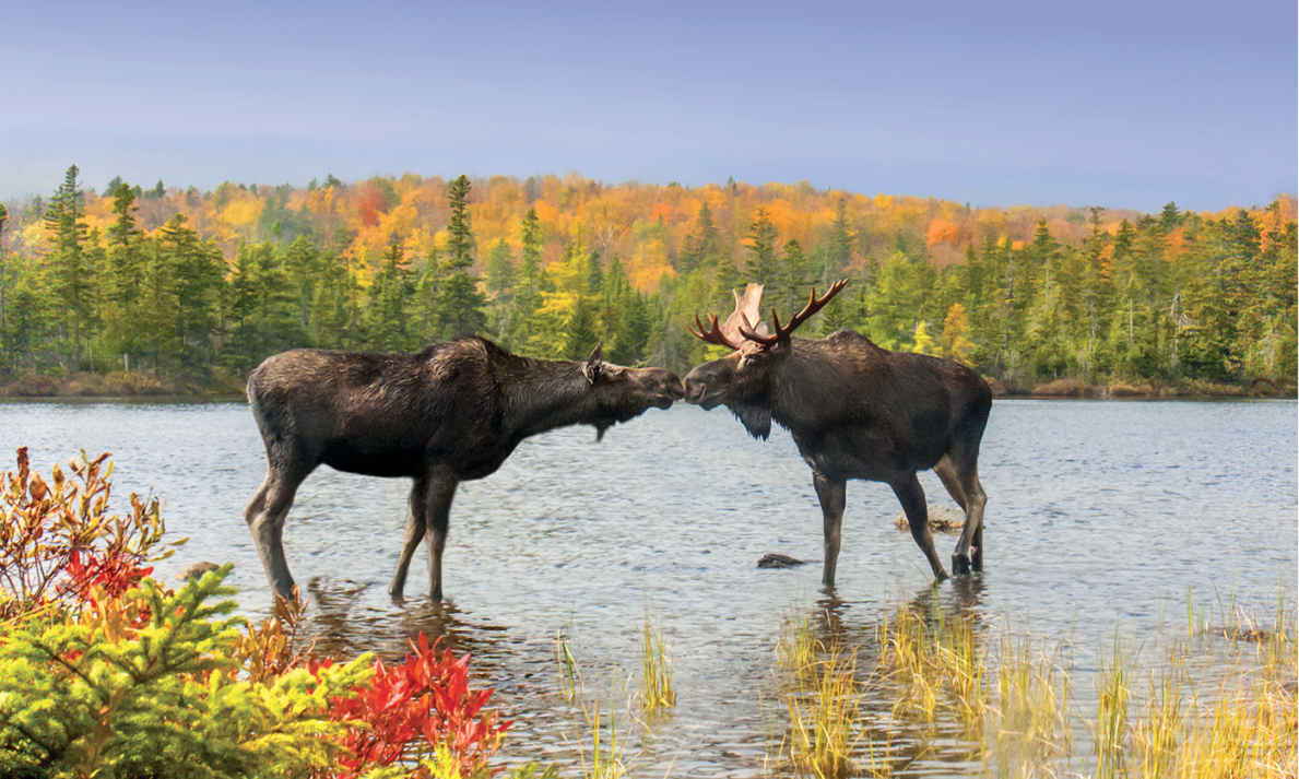 Mooses flirt in Baxter State Park one of the states best spots for hiking - photo 9