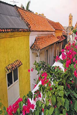 bougainvillea spilling onto the streets of Cartagena humpback whale Even - photo 12