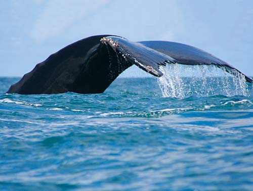 humpback whale Even the beaches here are varied Colombia is the only country - photo 13