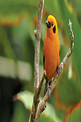 golden tanager Where to Go Bogot Against the backdrop of the Andes - photo 16