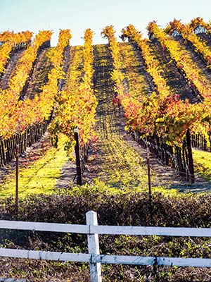 vineyards in the fall Los Carneros Nowhere blesses the whims and - photo 9