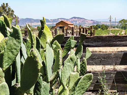 Los Carneros Nowhere blesses the whims and tantalizes the senses quite like - photo 10