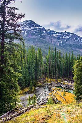 Shoshone National Forest aspens in fall Yellowstones Upper Geyser Basin - photo 10