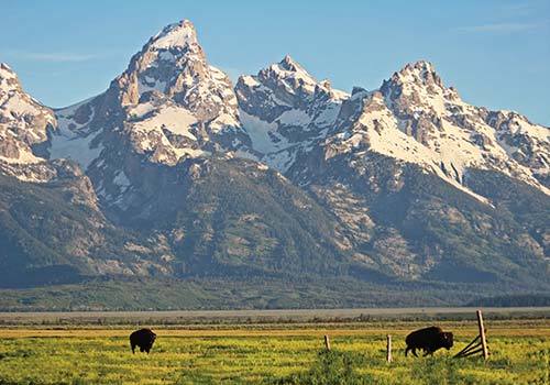 Bison roam in Yellowstone National Park Grand Teton National Park Grand - photo 15