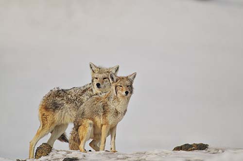 Even coyotes look cold when the wind blows in winter The shoulder seasons can - photo 17