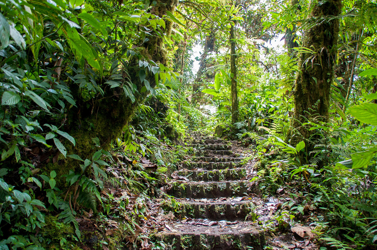 Cloud forest Monteverde SPACAJSHUTTERSTOCK A CHRISTER - photo 5