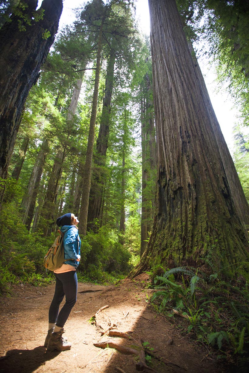 Jedediah State Park Stout Grove CHRISTOPHER KIMMEL GETTY IMAGES WELCOME - photo 4