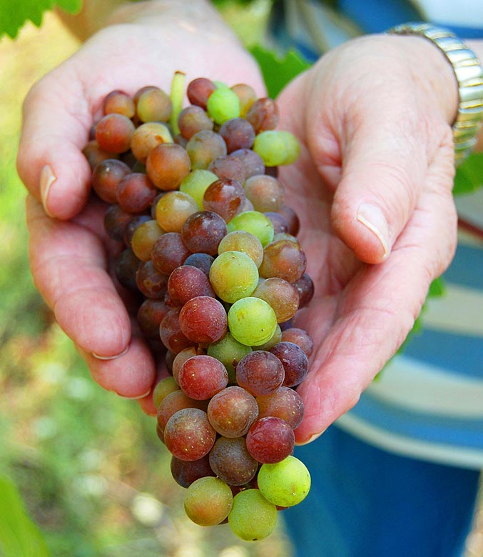 Willamette Valley Wine grapes RENAUDE HATSEDAKIS GETTY IMAGES BEST - photo 9