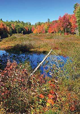 foliage along the Black Woods Scenic Byway Robinson Point Light on Isle - photo 11