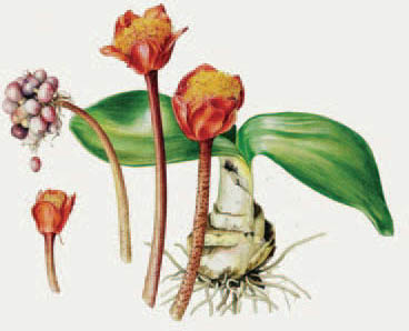 Haemanthus coccineus introduced to Europe in 1605 Watercolour painting by - photo 4