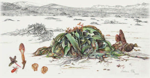 Welwitschia mirabilis Watercolour painting by Barbara Pike Kirstenbosch - photo 5