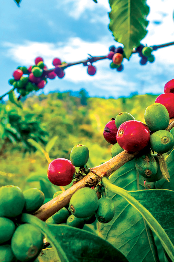 Eje Cafetero Colombias coffee-growing region is a UNESCO World Heritage Site - photo 17