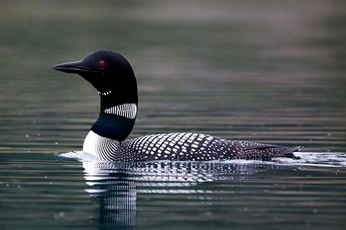 loon Majestic icebergs wander into fjords and coves on the northern coastlines - photo 12